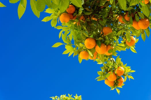 Orange tree. oranges hanging tree. Ripe tangerines on a tree branch.