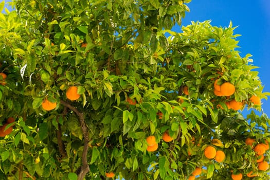 Orange tree. oranges hanging tree. Ripe tangerines on a tree branch.