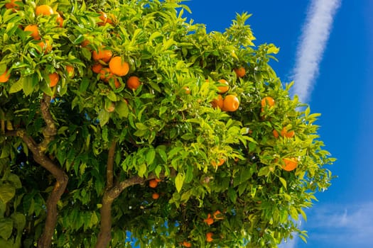 Orange tree. oranges hanging tree. Ripe tangerines on a tree branch.