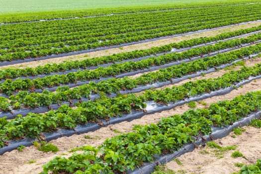 Strawberry plant