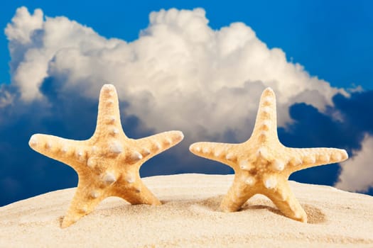 sandy beach.  Starfish on the Beach.  Summer Time