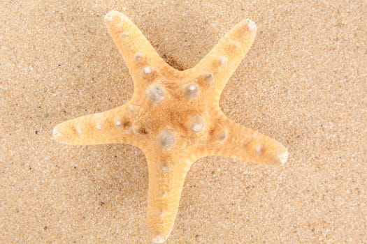 Beautiful starfish on the beach.