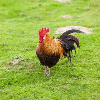 Rooster on farm