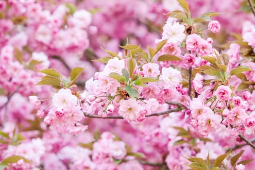 Beautiful pink flowers. lilac flowers.
