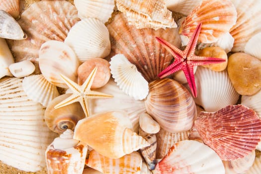Summer background.  Sea shells with sand as background