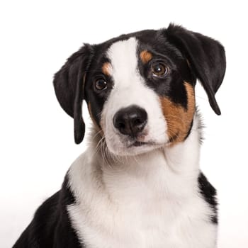 Appenzeller Sennenhund looks depressed