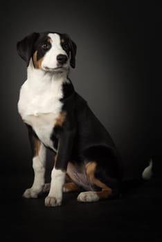 Appenzeller Sennenhund makes sitting on black and white background