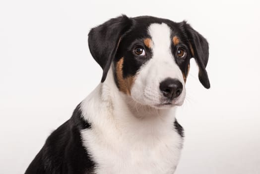 Appenzeller Sennenhund in portrait exempted