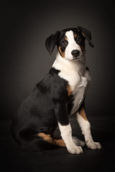 Puppy makes sit
