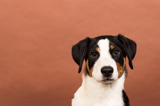 Dog face on red background