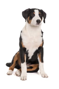 Appenzeller Sennenhund macht sitzt