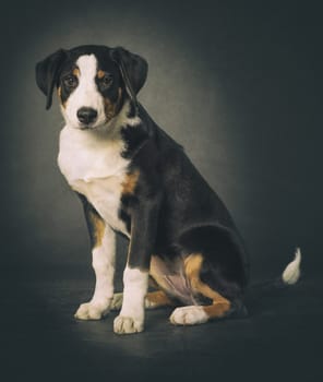 Appenzell mountain dog on a black background