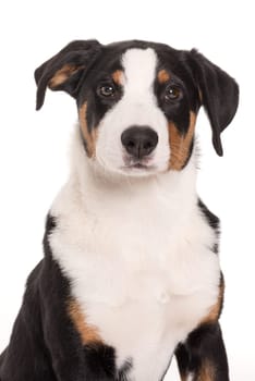 Appenzell Mountain Dog