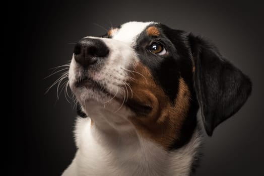 Appenzeller Sennenhund in portrait on black