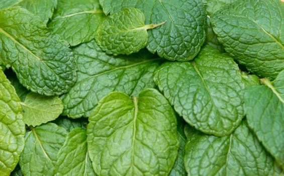 close up on fresh mint background or texture