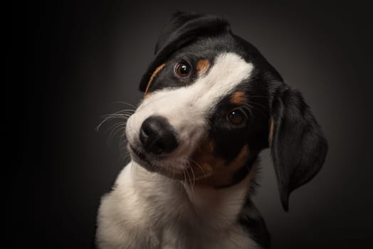 Appenzeller Sennenhund in portrait