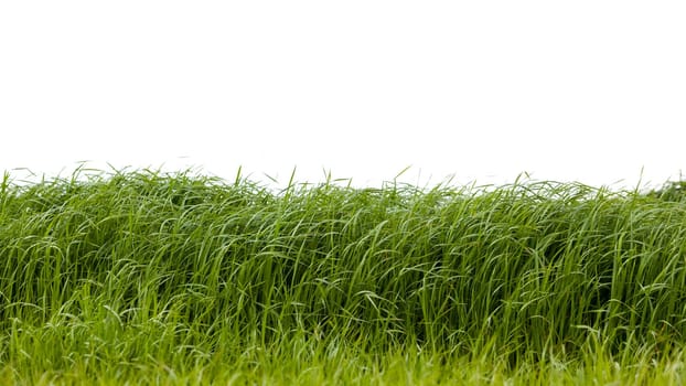 Grass isolated on white background.