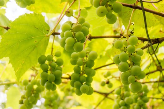 Ripe Bunche of White Wine Grapes.  Grape. Grape harvest. Grape pattern. Grape background. Green grape. White grapes
