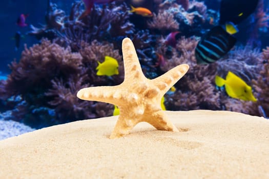Summer background. Beauty summer background for summer time .Starfish on summer background