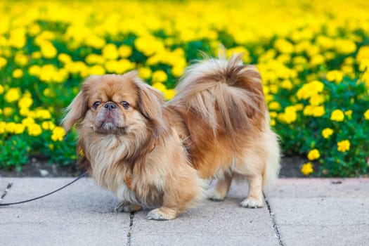 Pekingese dog