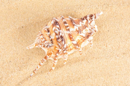 Shell on the beach