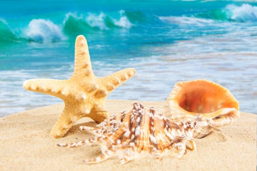 Shell on the beach