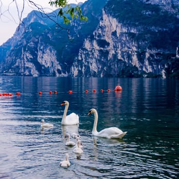 Swans on the lake. Swans with nestlings. Swan with chicks. Mute swan family.