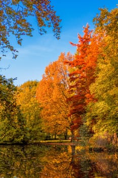 autumn forest landscape.  Golden autumn scenery. Autumn. Fall. Autumnal Park. Autumn Trees and Leaves