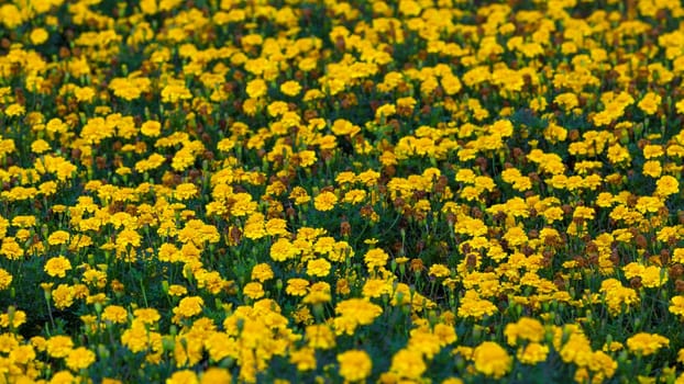 Yellow flowers