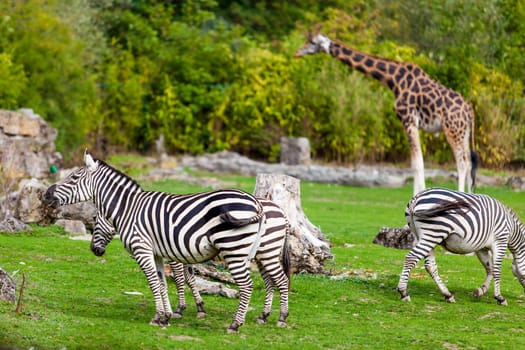 zebra and giraffe  at the green park in Zoo