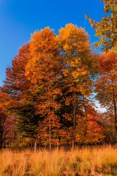 autumn forest landscape.  Golden autumn scenery. Autumn. Fall. Autumnal Park. Autumn Trees and Leaves