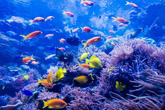 beautiful underwater world