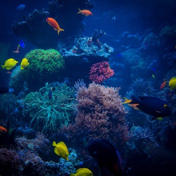 tropical fishes meet in blue coral reef sea water aquarium. Underwater paradise. beautiful underwater world