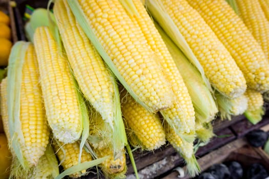 fresh corn. Corn for sale at farmers market