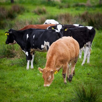 Herd of cows. Cows on a green field. Cows on the field