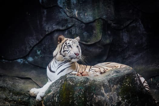 White tiger. Tiger On a Rock