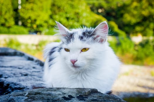 Street cat.   white homeless cat outdoors sitting alone