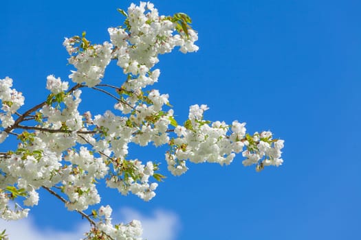 Branch blooming tree on blue sky. Spring blossom background