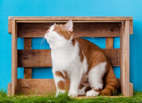 Cat. Animal portrait