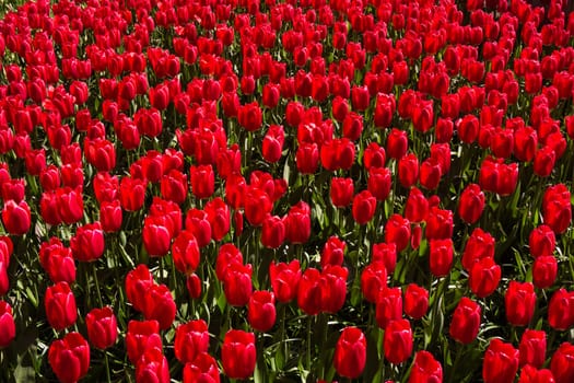 Colorful field of tulips
