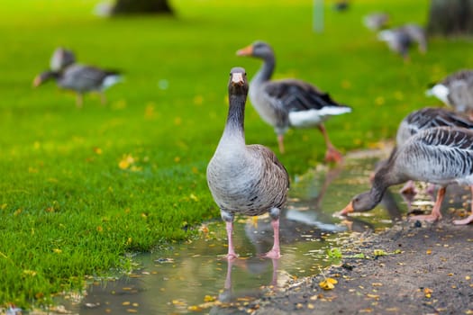 Grey goose