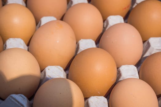 Fresh farm egg. Chicken Egg