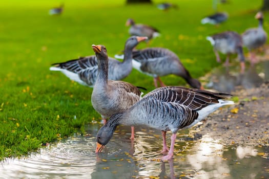 Greylag Goose