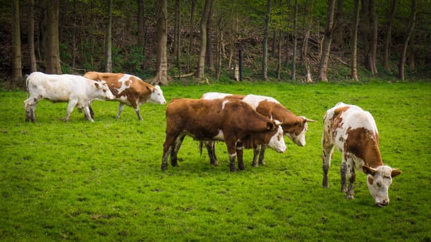 cows on meadow.  Cows grazing on a field