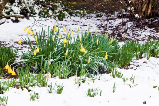 narcissus flowers in the snow