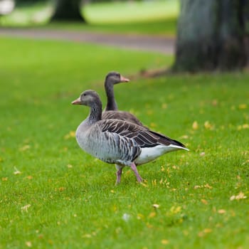 Grey goose