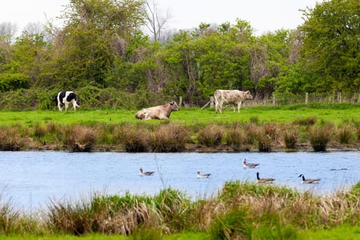 Cows.  Grazing cattle