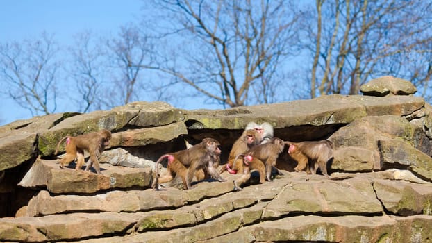 monkey family