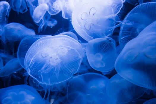 blue jellyfish