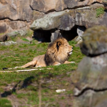 Big male lion lying on the grass